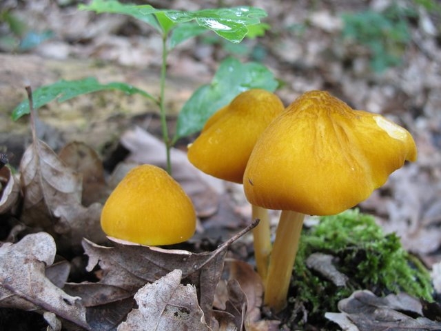 Pluteus leoninus    